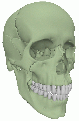 MAJA - Modeling and Animating the Human Jaw